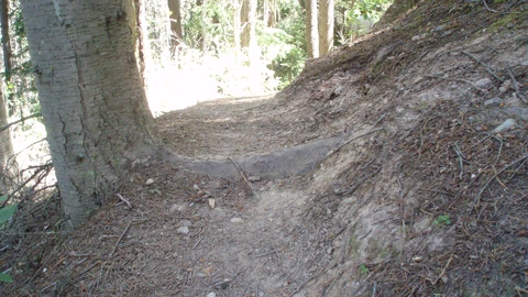 A dirt hiking path through green forest. No people appear.