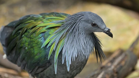 Close-up photo of a Nicobar pigeon with long grey hackle feathers over iridescent green wings, beside a log.