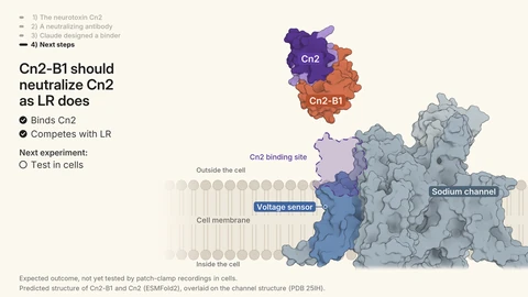 Anthropic illustration: the scorpion neurotoxin Cn2 and the designed binder Cn2-B1 sit above a sodium channel in a cell membrane, with labels for the Cn2 binding site and voltage sensor, and a note that Cn2-B1 should neutralize Cn2 as the antibody LR does, an expected outcome not yet tested in cells.