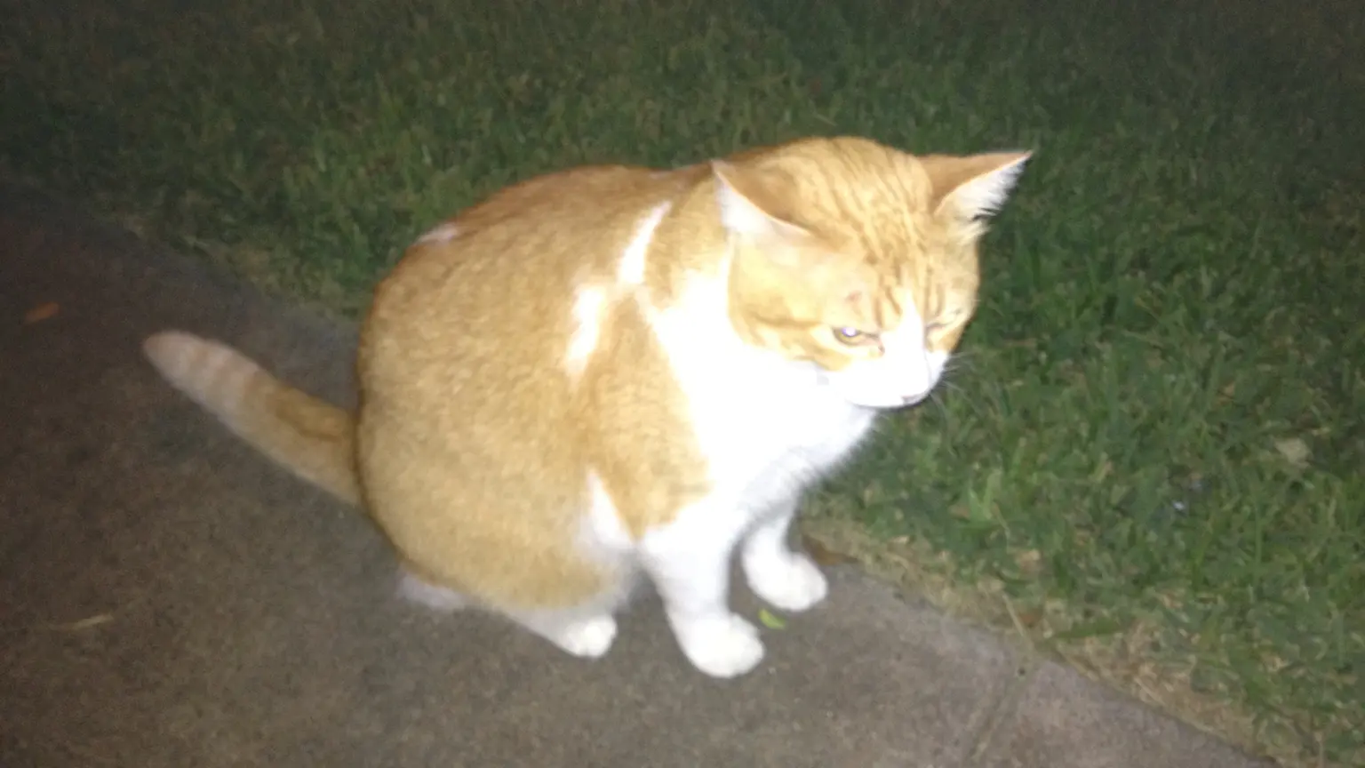 An orange-and-white cat sitting upright and looking toward the camera.