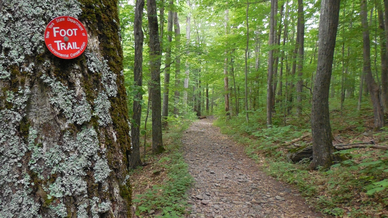 A yellow New York State DEC foot-trail marker on a tree beside a forest path. No people appear.