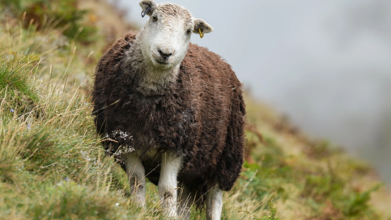 A Herdwick sheep standing on grassy slopes below rocky peaks in the Lake District. No people appear.