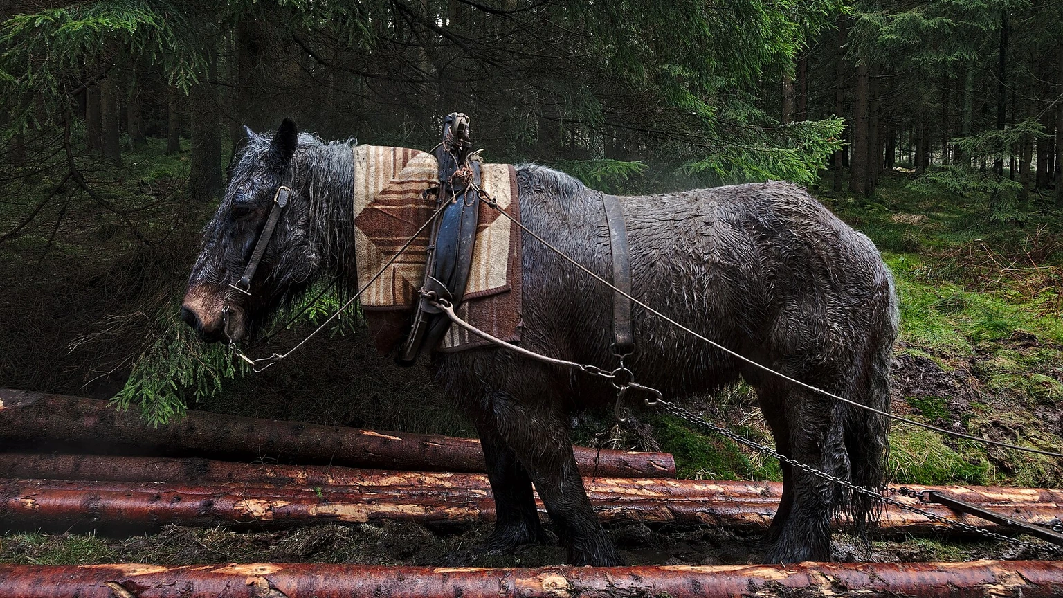 A wet dark draft horse in a leather work harness with chains, standing among felled logs in a spruce forest. No people appear.
