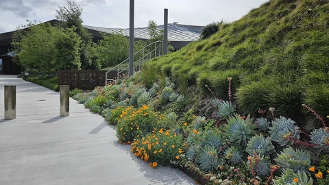 A concrete walkway beside a planted slope of succulents, orange poppies and grasses at Google’s Gradient Canopy campus in Mountain View, with the building’s scaled canopy roof in the background.