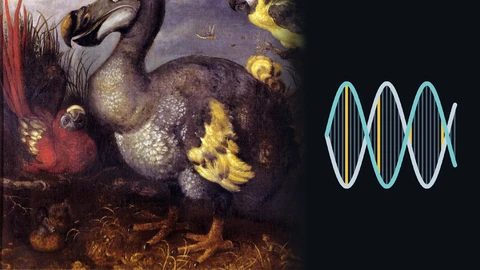 A 17th-century oil painting of a grey dodo with a large hooked beak and yellow tail feathers on the left, fading into a dark background where a teal and white DNA double helix has four rungs picked out in yellow.