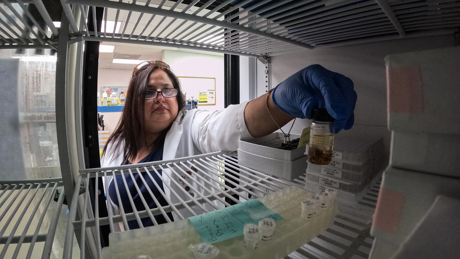 Rosie De Leon at the APHIS molecular diagnostics laboratory, preparing Mexican fruit fly samples for DNA extraction, June 21, 2023.